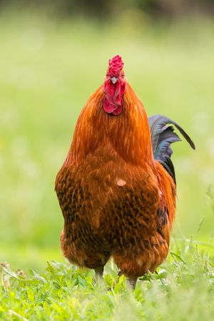 Brown rooster on green grass
