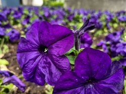 Field of a violet flowers 