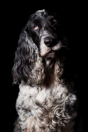 Amazing dog staring at camera