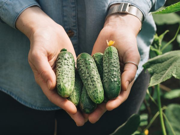 Person holding cucumbers