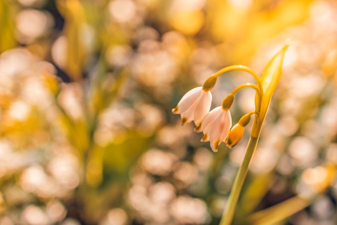 Snowdrop flower with golden hour lighting