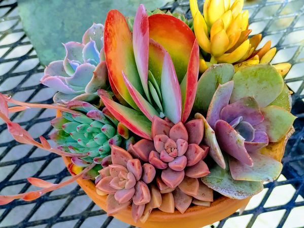 Succulents in a pot on a table