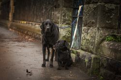 Dogs tied to grungy fence