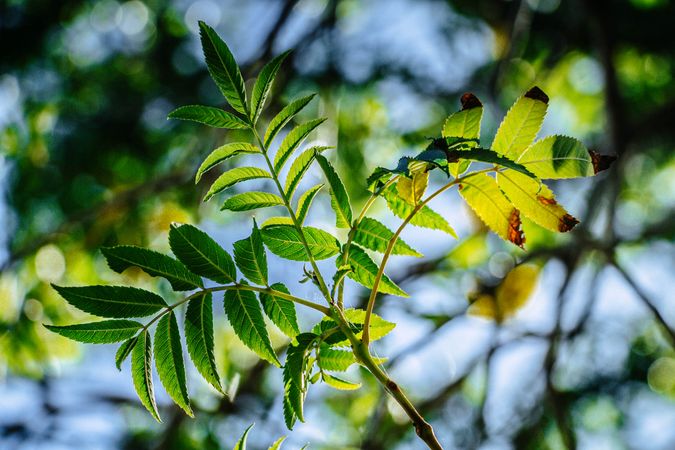 Sunlight Shining Through Green Leaves On A Tree In A Natural Forest Setting