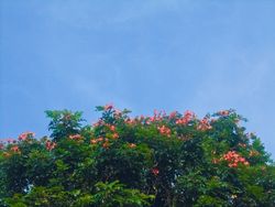 plant and sky