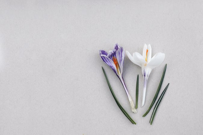Spring, Easter floral composition with violet crocuses, saffron flowers on beige table