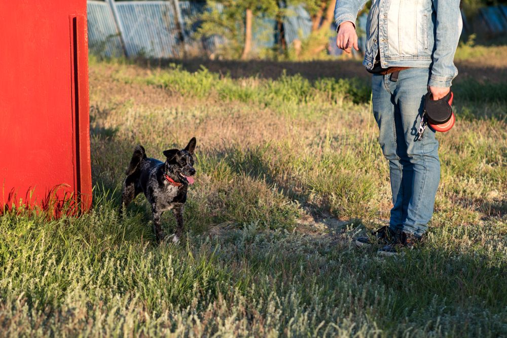 Man playing fetch with dog outdoors.