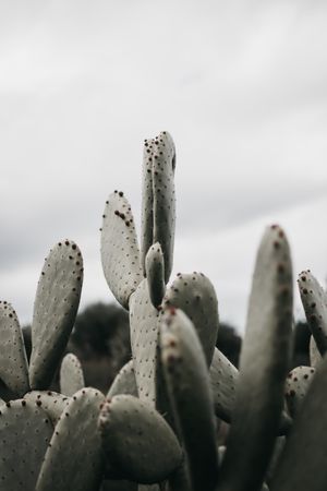 Cactus with small thorns