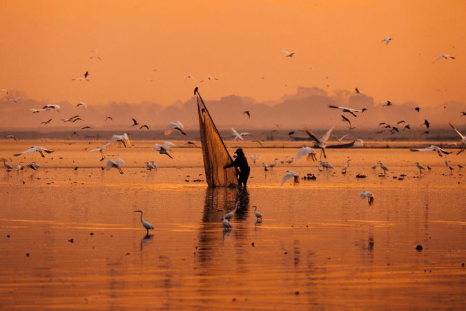 Silhouette of man with a net standing on shallow water surrounded by flock of birds during sunset