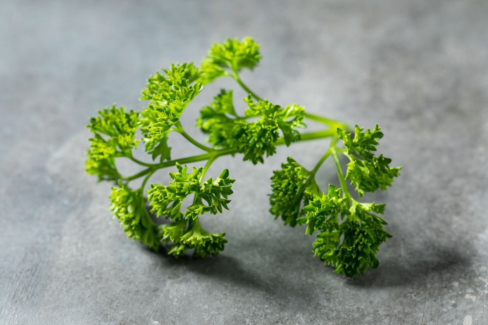 Organic Raw Green Curly Parsley Sprigs