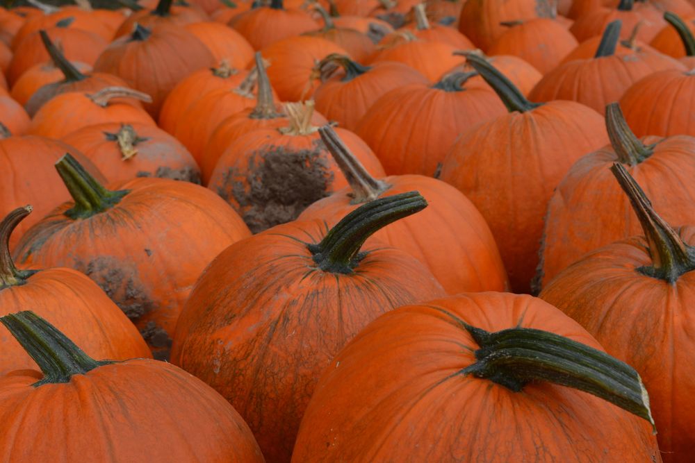 Close-up of pumpkin patch