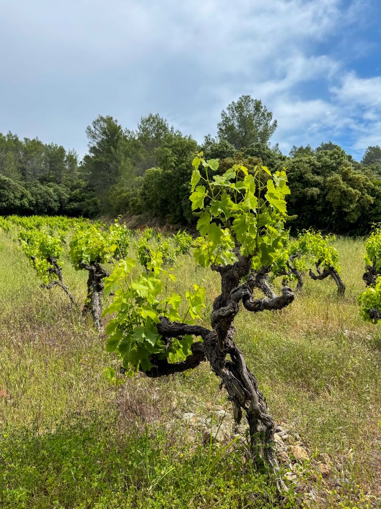 Mourvedre grape variety in Côtes De Provence, France