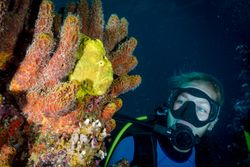 Diver exploring wild sponges on tropical coral reef