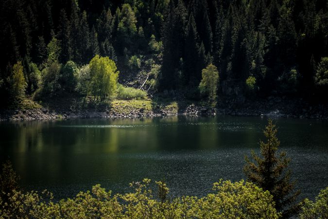 Green fir trees around a lake