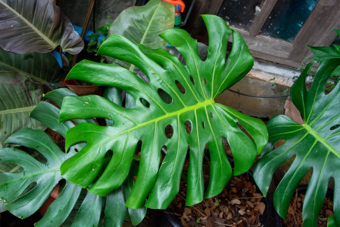 Green Leaf Monstera