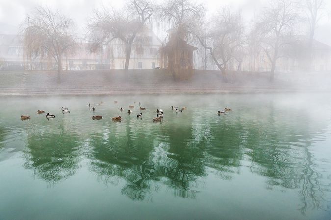Flock of ducks on a foggy river