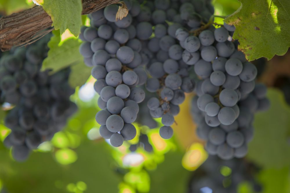 Grape harvest on plantation