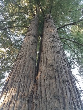 Shot of redwood tree twins