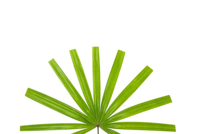 Green leaves of palm tree isolated on plain background