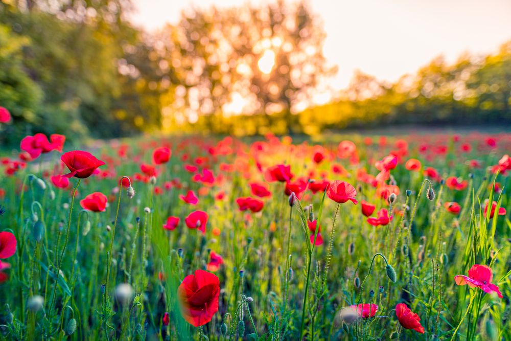 Red poppies in a field surrounded by trees with sun behind