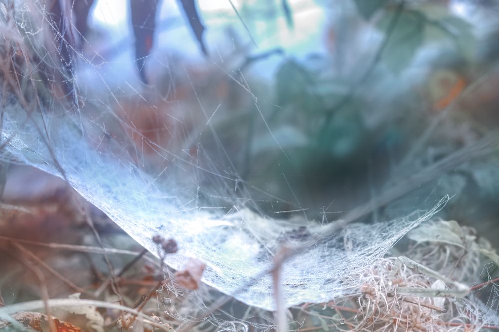 Spider web on forest floor