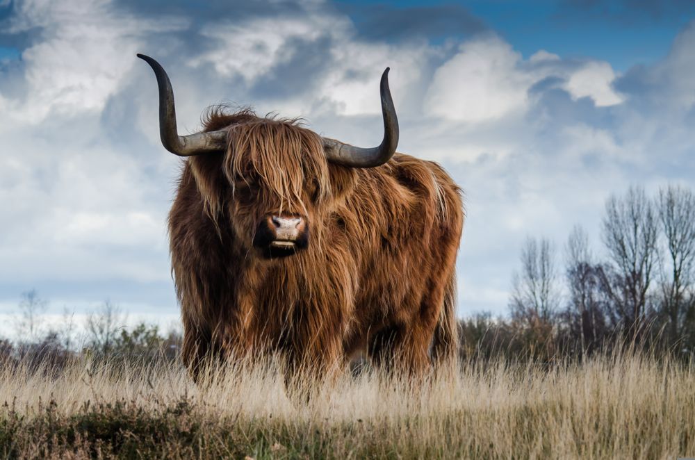 Highland Cow