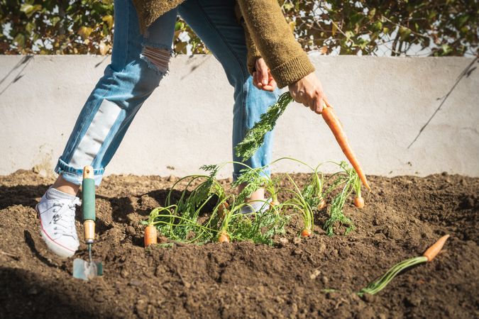 Crop woman harvesting carrot in garden
