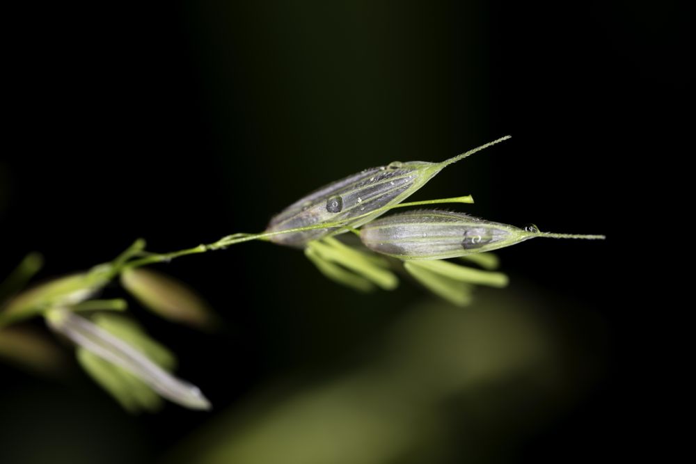 Wild rice close up