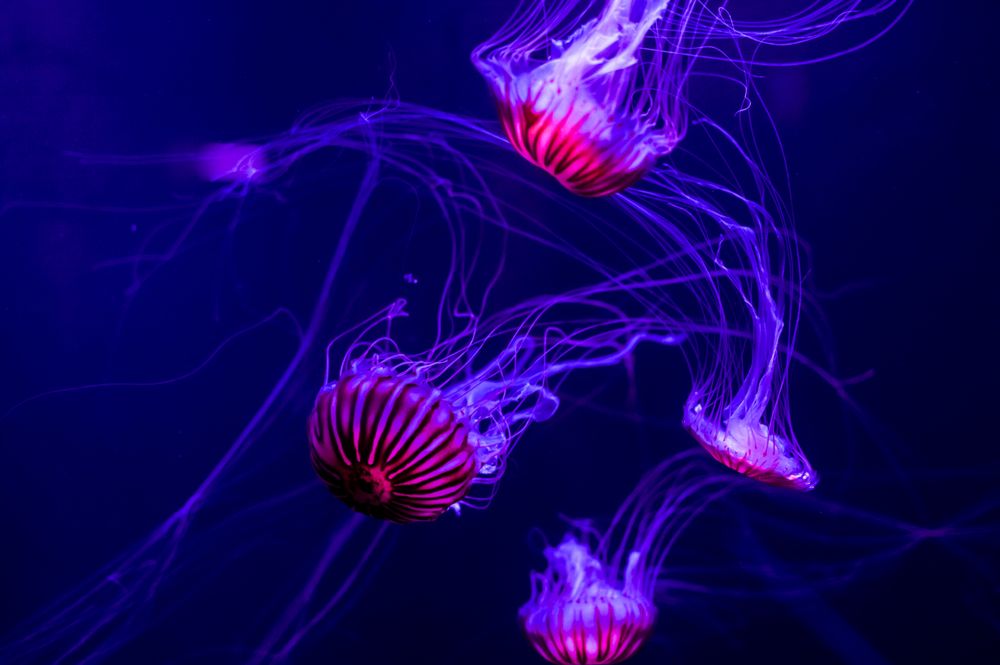 Orange jellyfish digital wallpaper