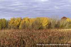 Autumn colors at Fontenac State Park in Frontenac, Minnesota 5no3Z4