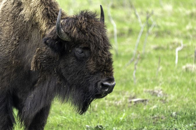 Bison standing in grass field