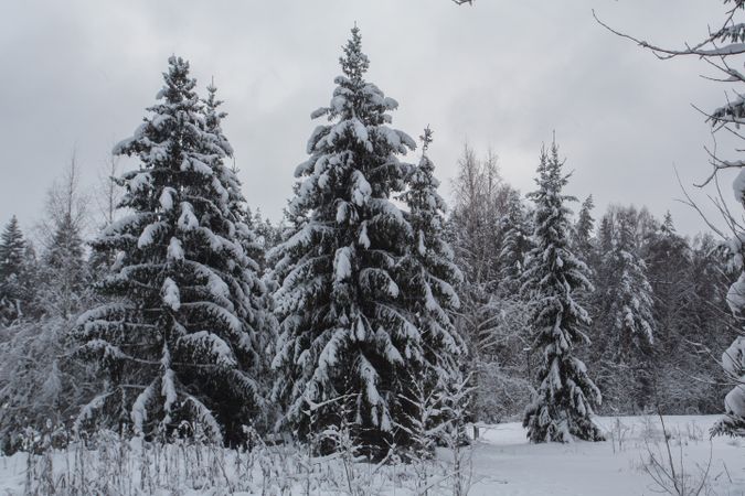 Winter forest landscape with snow