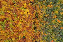 Autumn canopy from above