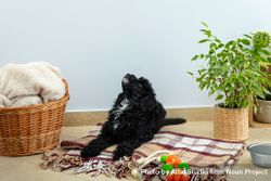 Cute poodle pet at home on blanket with toy and plants 5oJQg0