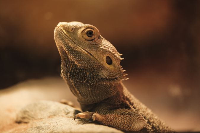 Pogona vitticeps lying on stone