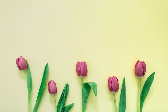 Pink tulips on clear background