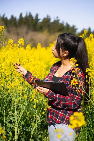 Agricultural technical engineer inspecting a rapeseed agricultural field