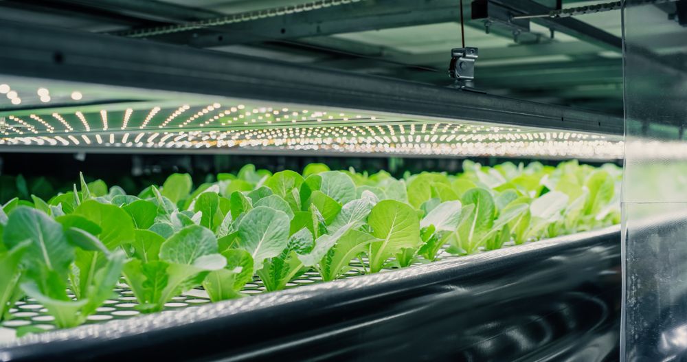 Spinach Mass Production in a Controlled Environment at a Modern Vertical Farm. Automated Facility with Air Temperature, Light, Water, Humidity Levels Regulated for Optimal Growth