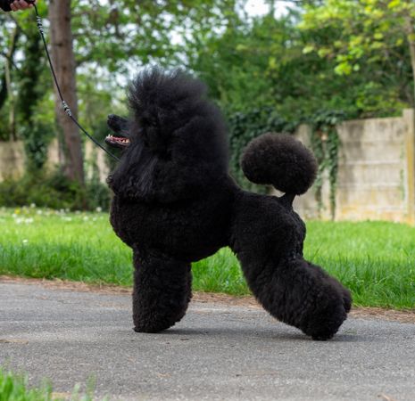 A very beautiful and elegant dark poodle.