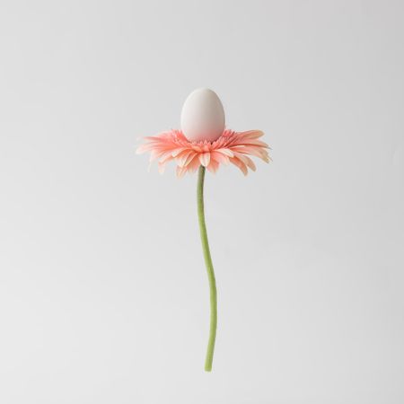 Pink daisy with egg on light background