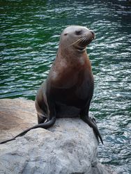 Vigilant Steller Sea Lion (Eumetopias jubatus)