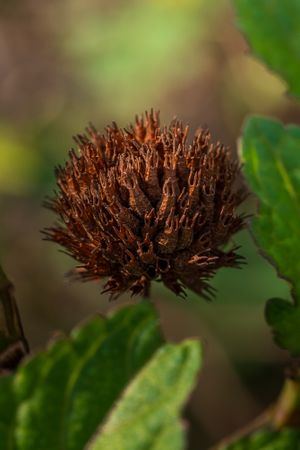 the delicate beauty of a grass flower, showcasing its slender, feathery petals and intricate structure
