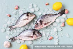 Three fish on ice with garlic and lemons 5RwKD4
