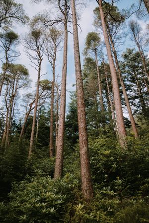 High trees in summer forest