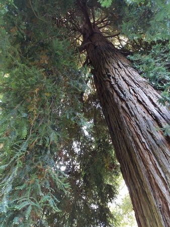 Upward shot of redwood tree from the trunk