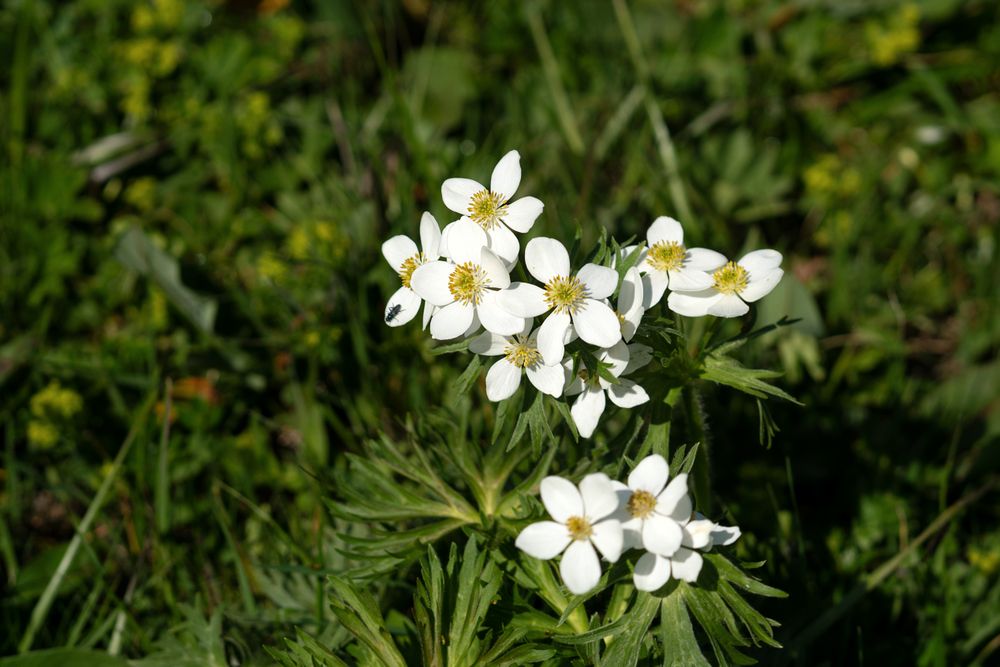 Cluster of wildflowers with yellow centers.