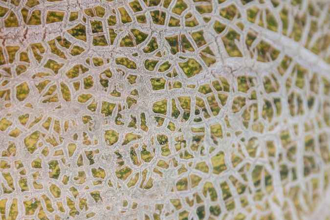 Closeup texture of cantaloupe melons