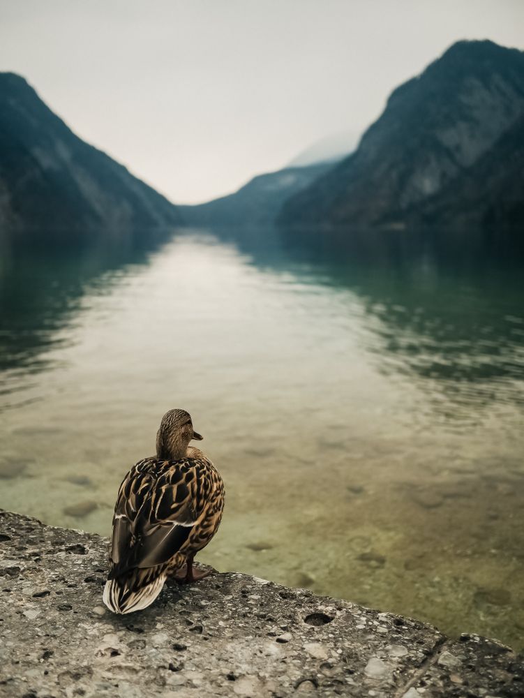 a lonely duck stands on the edge of a natural lake with melancholy weather, mountains, and gray sky in soft-focus in the background.