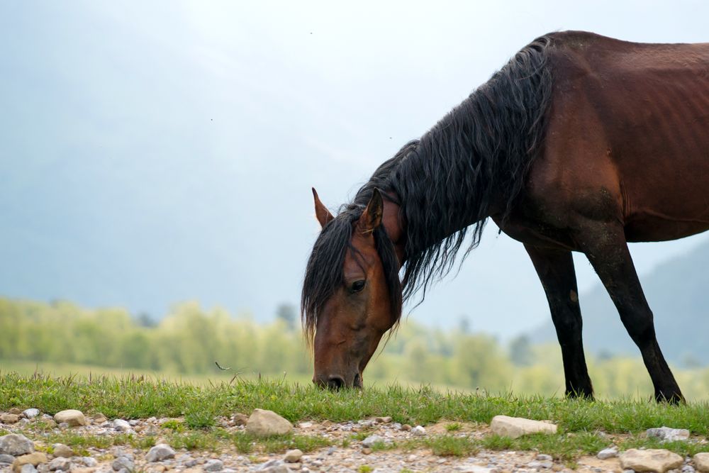Brown horse grazing on grass with mountainous background
