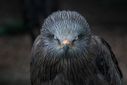 Watchful feathery grey eagle